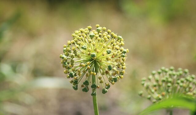 Kada skinti česnakų žiedkočius – kad derlius būtų gausesnis