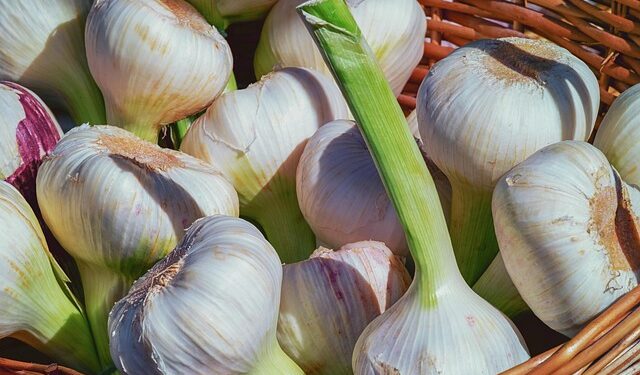 Česnakų laistymas druska – liaudiška priemonė daržui