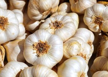 Česnakų tręšimas pelenais – natūralus būdas sustiprinti derlių