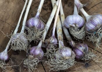 Žieminių česnakų paruošimas žiemai – ką būtina žinoti