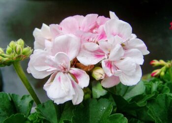 Kaip per žiemą išlaikyti pelargonijas: patikrinti būdai augintojams