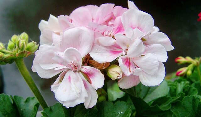 Kaip per žiemą išlaikyti pelargonijas: patikrinti būdai augintojams