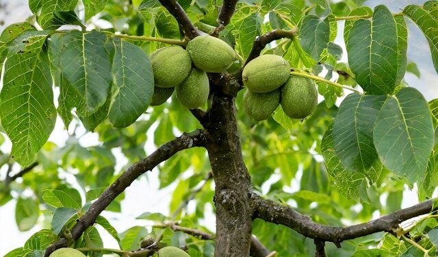 Kaip auginti graikinių riešutų medį savo sode?