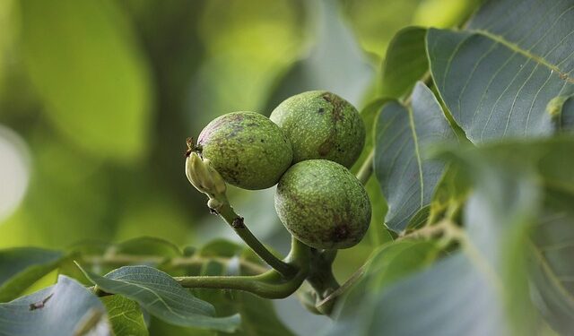 Graikinių riešutų medis: ligos, priežiūra ir patarimai sodininkui
