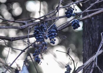Vynuogių genėjimas žiemą: kodėl tai svarbiausia priežiūros dalis