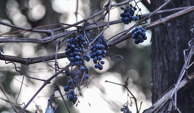 Vynuogių genėjimas žiemą: kodėl tai svarbiausia priežiūros dalis