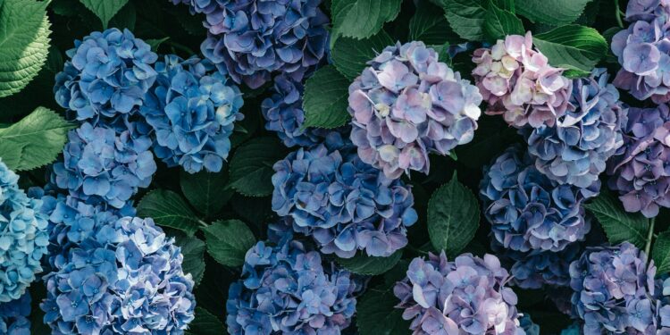 Įvairių hortenzijų rūšių ir veislių ligos bei kenkėjai: priežastys ir sprendimai