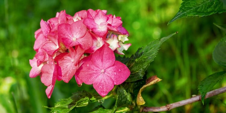 kaip ir kada genėti hortenzijas: visos rūšys