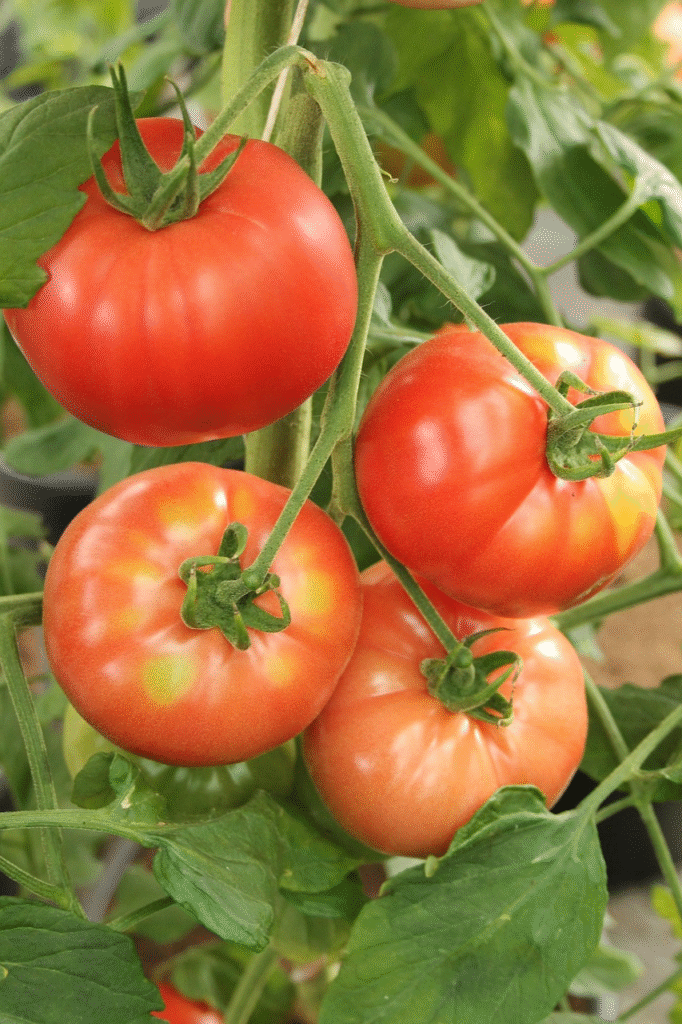 Pomidorai žiemai – kaip tinkamai užšaldyti ir išlaikyti skonį