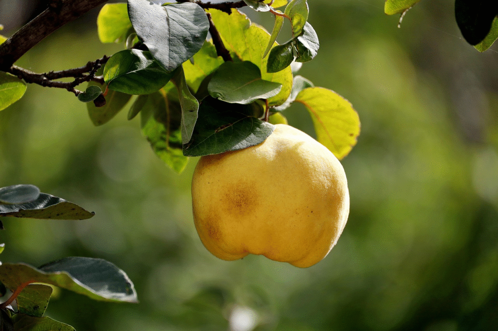 Svarainiai žiemai – kaip tinkamai paruošti ir išsaugoti vitaminus