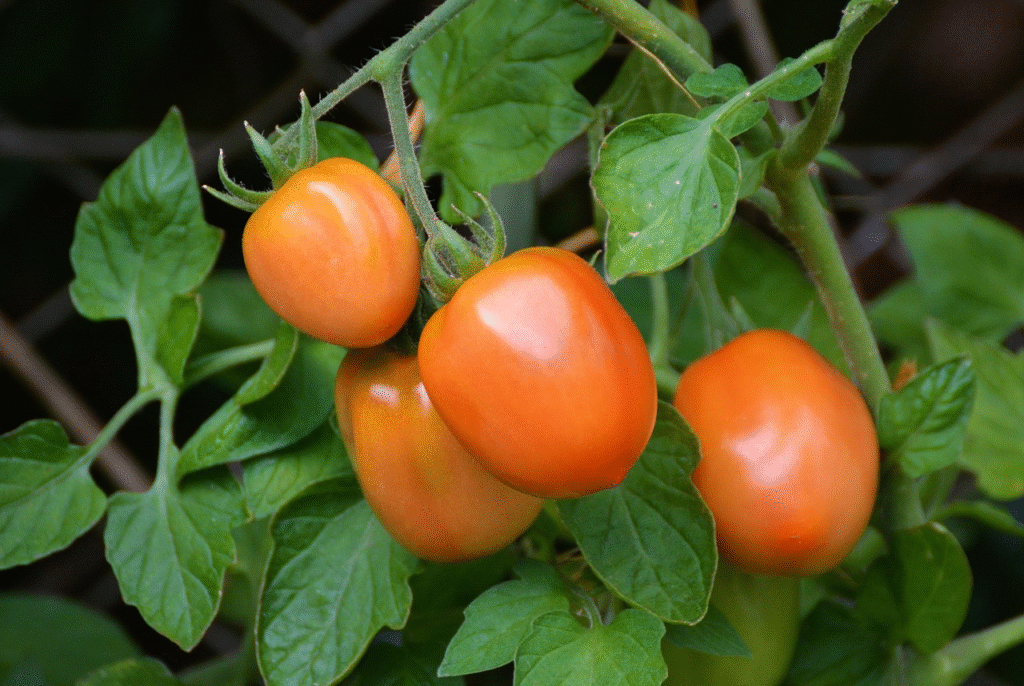 Marinuoti pomidorai žiemai – kaip išlaikyti skonį ir aromatą