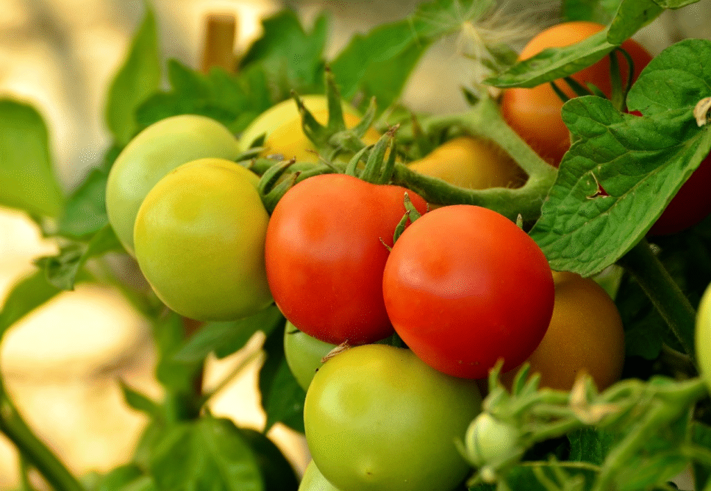 Marinuoti pomidorai žiemai – kaip išlaikyti skonį ir aromatą