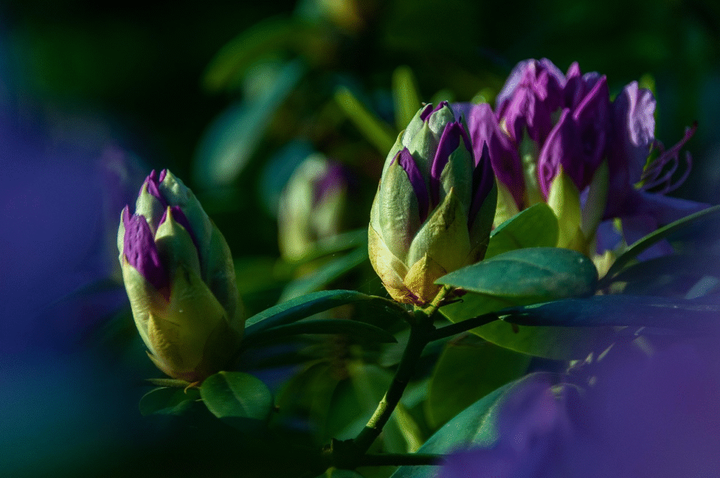 Rododendrai žiemą: kaip apsaugoti nuo šalčio ir vėjo
