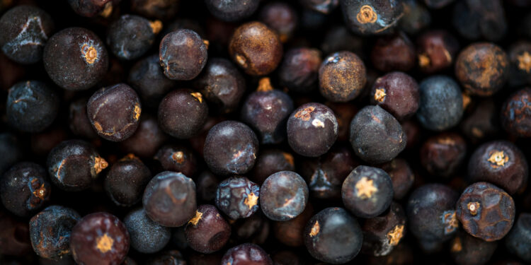 Juodųjų serbentų ligos ir kenkėjai: kaip atpažinti ir apsaugoti derlių