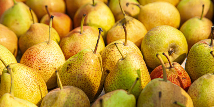 Kokias kriaušių veisles rinktis savo sodui?