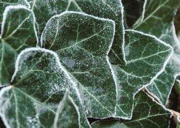 Gebenė žiemą: kaip prižiūrėti, kad išliktų žalia ir sveika