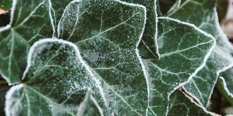 Gebenė žiemą: kaip prižiūrėti, kad išliktų žalia ir sveika