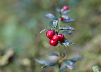Spanguolės žiemai su cukrumi: vitaminų kupinas receptas