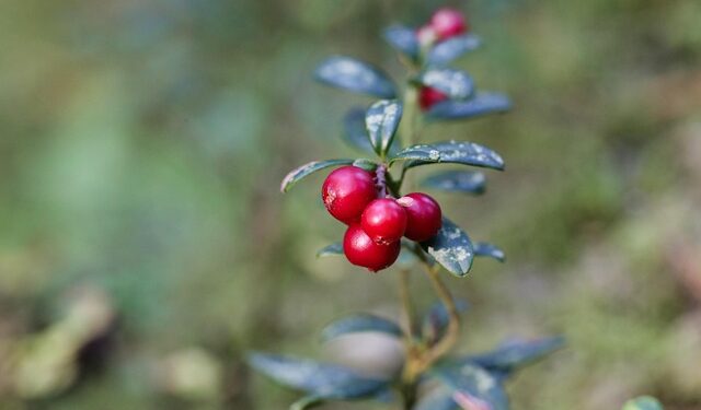 Spanguolės žiemai su cukrumi: vitaminų kupinas receptas