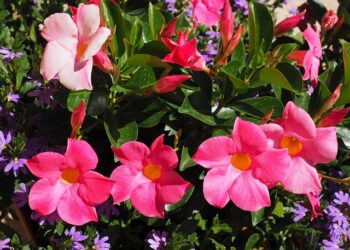 Sundaville žiemą: kaip prižiūrėti, kad išliktų sveika iki pavasario