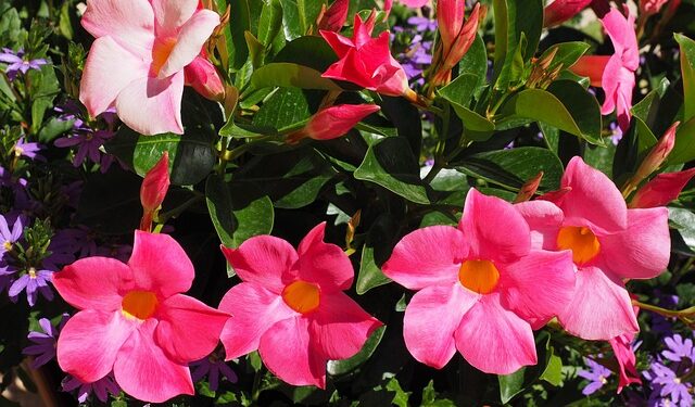 Sundaville žiemą: kaip prižiūrėti, kad išliktų sveika iki pavasario