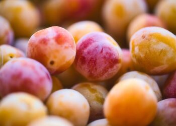 Slyvų veislės atsparios ligoms: ką rekomenduoja patyrę sodininkai