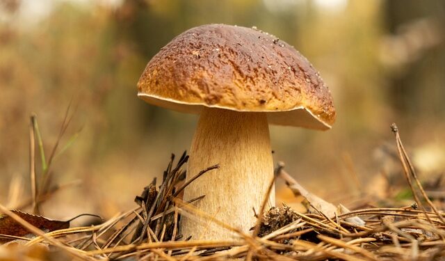 Grybų mišrainė žiemai su pomidorų padažu – gardus miško skonis stiklainyje