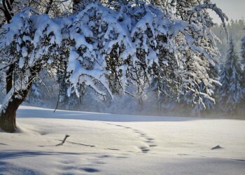 Obelų genėjimas žiemą: tinkamiausias laikas ir įrankiai