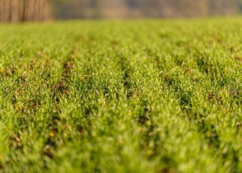 Tarpiniai pasėliai žiemą – praktiniai patarimai, kaip pasirinkti tinkamas kultūras