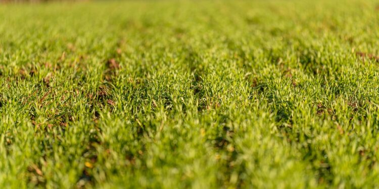 Tarpiniai pasėliai žiemą – praktiniai patarimai, kaip pasirinkti tinkamas kultūras