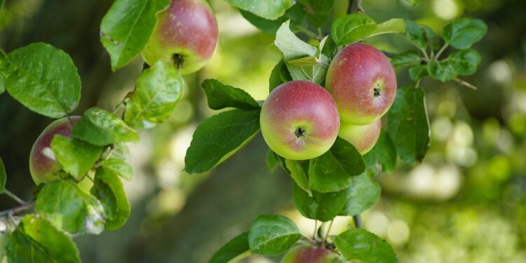 Kada skiepyti obelis: geriausias metas ir būdai