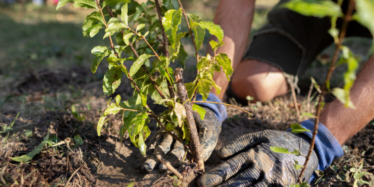 Obelų sodinimas: tinkamiausias laikas ir praktiniai patarimai