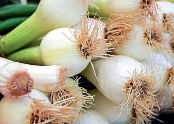 Žieminiai svogūnai auginimas – patarimai gausiam derliui