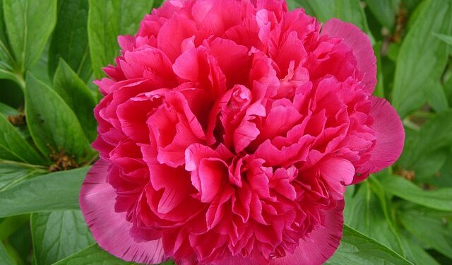 Bijūnų genėjimas: kada nupjauti bijūnų lapus?