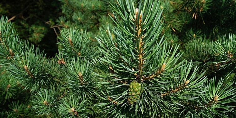 Žiemą žaliuojantys augalai: kokias rūšis rinktis savo ūkiui ir sodui