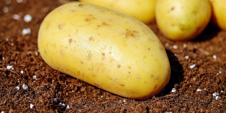 Populiariausios bulvių veislės Lietuvoje ir pasaulyje