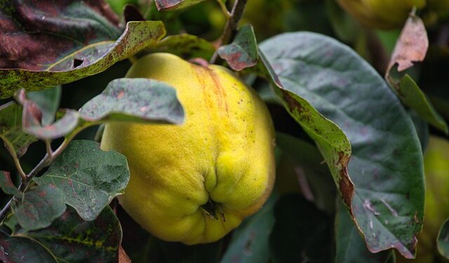 Svarainiai žiemai – kaip tinkamai paruošti ir išsaugoti vitaminus
