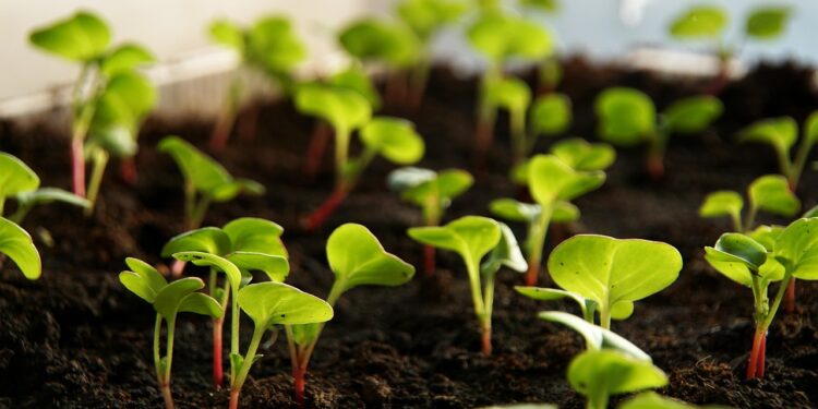 Ridikėlių sodinimas ir priežiūra šiltnamyje