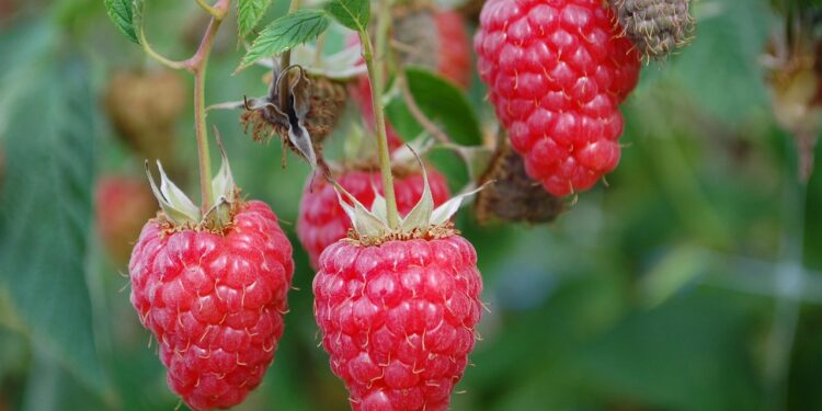 Remontantinių aviečių genėjimas: kada ir kaip nupjauti/kirpti stiebus?