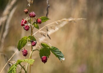Aviečių genėjimas žiemą – patarimai gausesniam derliui