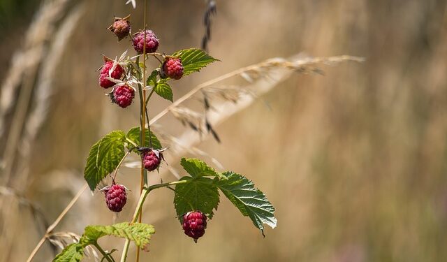 Aviečių genėjimas žiemą – patarimai gausesniam derliui