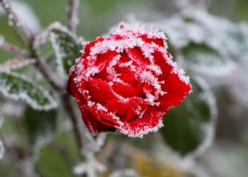 Rožių genėjimas žiemai: patarimai, kad krūmai išliktų sveiki ir stiprūs