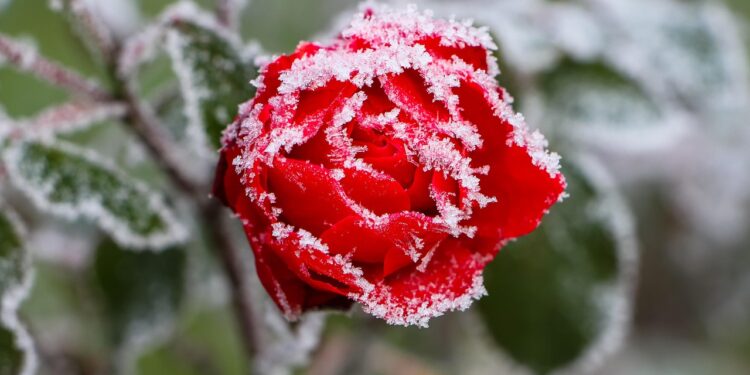 Rožių genėjimas žiemai: patarimai, kad krūmai išliktų sveiki ir stiprūs