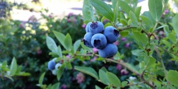 Šilauogių genėjimas: kada ir kaip genėti rudenį, pavasarį ar vasarą, kad krūmas būtų sveikas ir derlingas