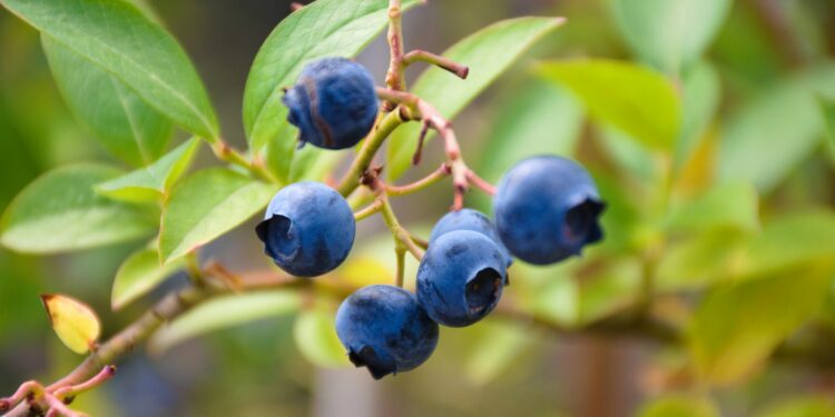 Dažniausios šilauogių ligos ir kenkėjai: apsaugos būdai