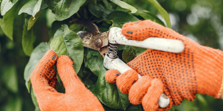 Slyvų genėjimo paslaptys: klaidos, kurių reikia vengti