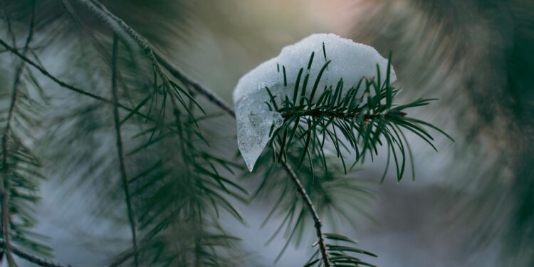Augalai vazonuose žiemą: kaip prižiūrėti, kad neišdžiūtų ir nesušaltų