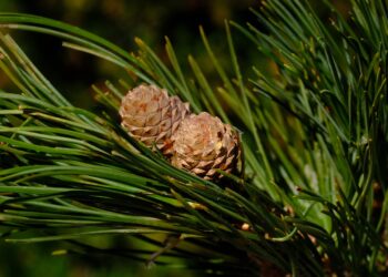 Visžaliai augalai – žiemą žaliuojantys augalai, kurie puošia kiemą visus metus