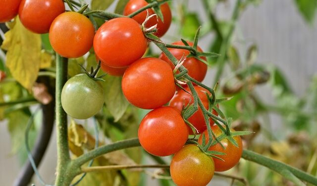 Pomidorai žiemai – kaip tinkamai užšaldyti ir išlaikyti skonį