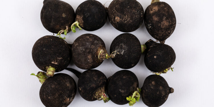 Juodojo ridiko salotos su majonezu – traški rudens daržovių idėja